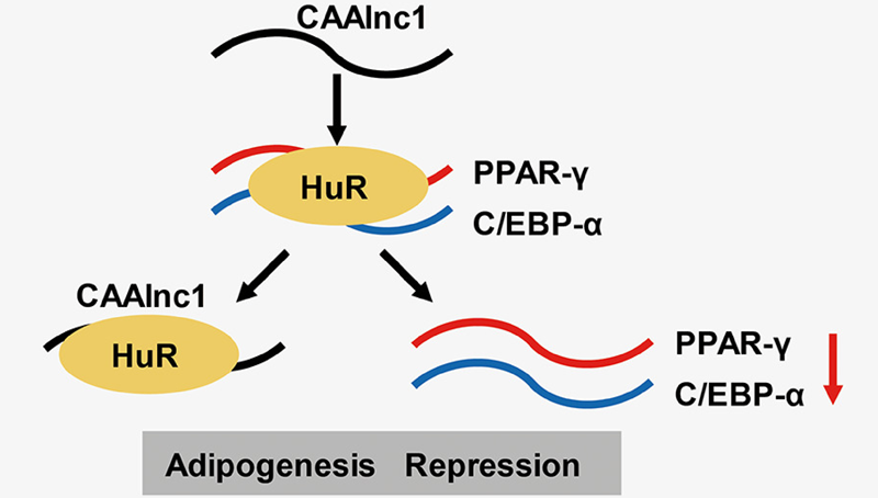 馮英研究組合作發(fā)現(xiàn)lncRNA CAAlnc1調(diào)控癌性惡病質(zhì)脂肪丟失的功能及作用機(jī)制