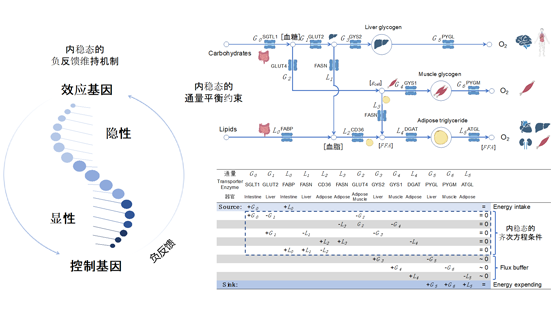 營養(yǎng)與健康所李昕研究組提出新的基因劑量敏感性度量用于解析孟德爾遺傳和生命系統(tǒng)內(nèi)穩(wěn)態(tài)的聯(lián)系